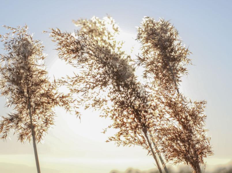 Gerflor Raumluftqualität Julicated