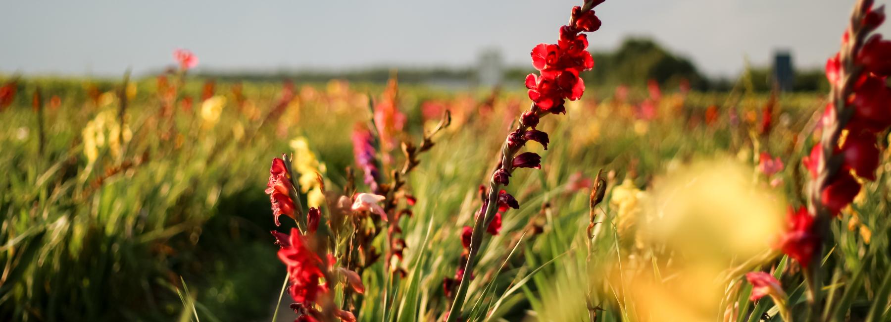 Flower field