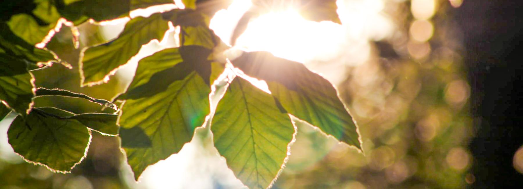 Carbon Calculator_Baum mit Sonne und Blättern.jpg